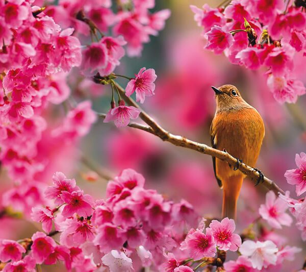 Weekly Newsletter 5/4