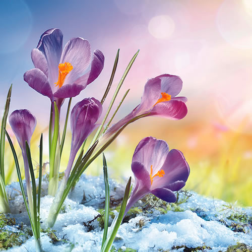 Weekly Newsletter 3/8